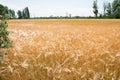 Wheat fields. Ears of golden wheat close up. Beautiful Nature Landscape. Royalty Free Stock Photo