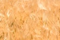 Wheat fields. Ears of golden wheat close up. Beautiful Nature Landscape. Royalty Free Stock Photo