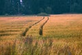Wheat fields in Europe Royalty Free Stock Photo
