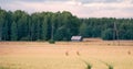 Wheat fields in Europe Royalty Free Stock Photo
