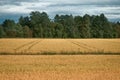 Wheat fields in Europe Royalty Free Stock Photo