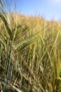 Wheat fields in Europe Royalty Free Stock Photo