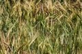 Wheat fields in Europe Royalty Free Stock Photo