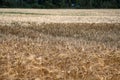 Wheat fields in Europe Royalty Free Stock Photo