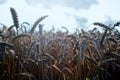 Wheat fields in Europe Royalty Free Stock Photo