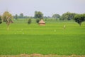 Wheat fields, farmers, hut and Cattle egrets