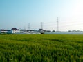 Wheat fields in front of plastic covered greenhouses