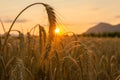 Wheat fields Royalty Free Stock Photo