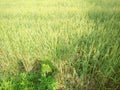 Wheat fields green Royalty Free Stock Photo