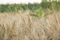 Wheat in the fields. Healthy wheats. Royalty Free Stock Photo