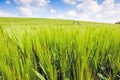 Wheat fields landscape