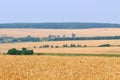 Wheat fields landscape with trees and forest behind and blue sky above Royalty Free Stock Photo