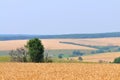 Wheat fields landscape with trees and forest behind and blue sky above Royalty Free Stock Photo