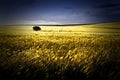 Lonely tree in the wheat crops, Puglia, Italy