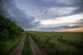 Wheat fields with a long road and beautiful sunset sky with thunderstorm clouds. Royalty Free Stock Photo