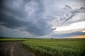 Wheat fields with a long road and beautiful sunset sky with thunderstorm clouds. Royalty Free Stock Photo