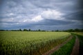 Wheat fields with a long road and beautiful sunset sky with thunderstorm clouds. Royalty Free Stock Photo