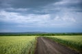 Wheat fields with a long road and beautiful sunset sky with thunderstorm clouds. Royalty Free Stock Photo