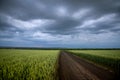 Wheat fields with a long road and beautiful sunset sky with thunderstorm clouds. Royalty Free Stock Photo