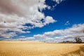 Wheat Fields in Moolort Plains in Australia Royalty Free Stock Photo