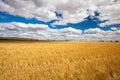 Wheat Fields in Moolort Plains Royalty Free Stock Photo