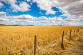 Wheat Fields in Moolort Plains Royalty Free Stock Photo