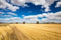 Wheat Fields in Moolort Plains Royalty Free Stock Photo