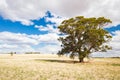 Wheat Fields in Moolort Plains Royalty Free Stock Photo