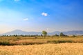 Wheat fields with mountains in Acipayam, Denizli Royalty Free Stock Photo