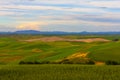 Wheat Fields and Mountains in the Background Royalty Free Stock Photo