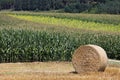 Wheat fields in the mountains of Germany, Hettigenbeuern