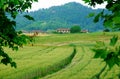 Wheat fields Near Vicenza in Veneto (Italy)