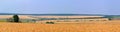 Wheat fields panoramic landscape with trees and forest behind and blue sky above Royalty Free Stock Photo