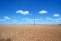 Wheat fields and power lines Royalty Free Stock Photo