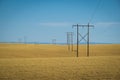 Wheat fields, power lines, eastern Washington Royalty Free Stock Photo