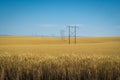 Wheat fields, power lines, eastern Washington Royalty Free Stock Photo