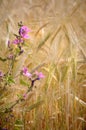 Mallow flowers in the middle of a wheat field Royalty Free Stock Photo