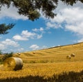 Wheat fields recently harvested in Tuscany