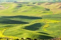 Wheat fields on rolling hills in morning hours at Palouse, USA Royalty Free Stock Photo