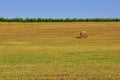 Wheat fields of rural Tuscany, Italy Royalty Free Stock Photo