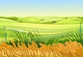 Wheat fields. Rural village landscape. Meadow hills and pastures. Ears of cereals: barley, rye. Summer rustic farm Royalty Free Stock Photo