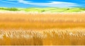 Wheat fields. Rural village landscape. Meadow hills and pastures. Ears of cereals: barley, rye. Summer rustic farm