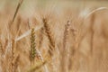 Wheat fields