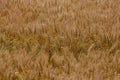 Wheat fields