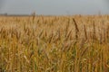 Wheat fields