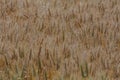 Wheat fields