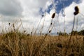 Wheat fields in Spain Mountain