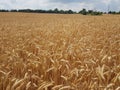 Wheat fileds of the Summer Season in the area and in parks and in lawns Royalty Free Stock Photo