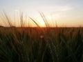 Wheat fields, a summer evening,