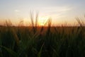 Wheat fields, a summer evening,